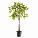 Product Image 1 for Ficus Tree Drop-in 51" from Napa Home And Garden