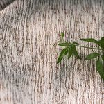 Product Image 6 for Malinda 50"x70" Sepia Cotton Throw from Under the Bough