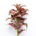 Product Image 2 for Gemma Coleus Stem - 22", Single from Napa Home And Garden