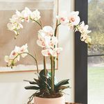 Product Image 4 for Phalaenopsis Orchid Drop-In 30" from Napa Home And Garden