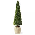 Product Image 1 for Boxwood Cone Topiary from Napa Home And Garden