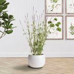 Product Image 2 for Kayla Pot from Napa Home And Garden