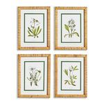 Product Image 1 for White Floral Study, Set Of 4 from Napa Home And Garden