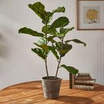 Product Image 4 for Fiddle Leaf Fig Potted 43" from Napa Home And Garden