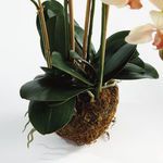 Product Image 2 for Phalaenopsis Orchid Drop-In 30" from Napa Home And Garden