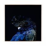 Product Image 1 for Red Tailed Black Cockatoo, Getty Images from Four Hands