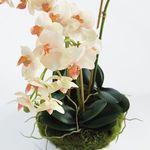 Product Image 3 for Phalaenopsis 16" Mini Garden Drop-In from Napa Home And Garden