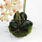 Product Image 2 for Phalaenopsis 16" Mini Garden Drop-In from Napa Home And Garden