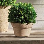 Product Image 5 for Boxwood Ball In Pot from Napa Home And Garden