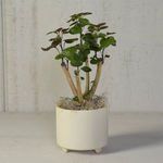 Product Image 1 for Simon Footed Planter, Ceramic, White / Matte White from Homart