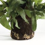 Product Image 3 for Echeveria Fern Drop-In 13.5" from Napa Home And Garden