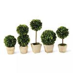 Product Image 1 for Boxwood Mini Topiaries In Pots, Set Of 5 from Napa Home And Garden