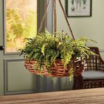 Product Image 6 for Boston Fern Rustic Drop-in from Napa Home And Garden