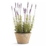 Product Image 1 for 12.5" Potted French Lavendar from Napa Home And Garden