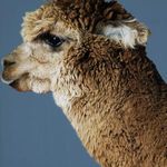 Product Image 3 for Llama from Four Hands