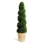 Product Image 1 for Boxwood Spiral Topiary 52.5" from Napa Home And Garden