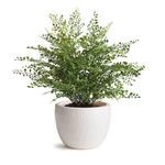 Product Image 3 for Shawna Pot from Napa Home And Garden