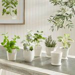 Product Image 3 for Mirabelle Mini Cachepots, Set Of 6 from Napa Home And Garden