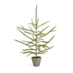 Product Image 1 for Zoe Norfolk Small Pine Potted Seedling from Park Hill Collection