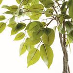 Product Image 3 for Ficus Tree Drop-in 51" from Napa Home And Garden
