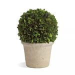 Product Image 1 for Boxwood Ball In Pot from Napa Home And Garden