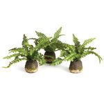 Product Image 1 for Boston Fern Drop-ins, Set Of 3 from Napa Home And Garden