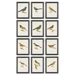 Product Image 1 for Framed Bird Prints, Set Of 12 from Napa Home And Garden
