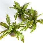 Product Image 2 for Boston Fern Drop-ins, Set Of 3 from Napa Home And Garden