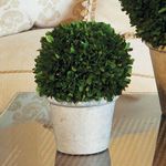 Product Image 4 for Boxwood Ball In Pot from Napa Home And Garden