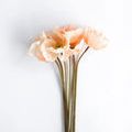 Product Image 3 for Estelle Poppies - 27", Bundle of 6 from Napa Home And Garden