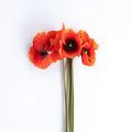 Product Image 5 for Ida Poppies - 27", Bundle of 6 from Napa Home And Garden