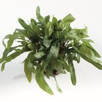 Product Image 2 for Echeveria Fern Drop-In 13.5" from Napa Home And Garden
