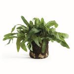 Product Image 1 for Echeveria Fern Drop-In 13.5" from Napa Home And Garden