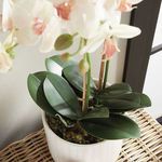 Product Image 5 for Phalaenopsis Orchid Drop-In 23" from Napa Home And Garden