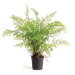 Product Image 1 for Soft Faux Fern Drop-In, 36" from Napa Home And Garden