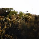 Product Image 2 for Take Flight By Annie Spratt from Four Hands