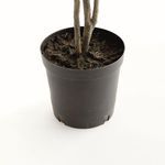 Product Image 4 for Ficus Tree Drop-in 51" from Napa Home And Garden