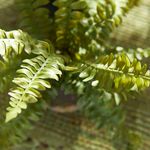 Product Image 5 for Boston Fern Drop-ins, Set Of 3 from Napa Home And Garden