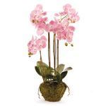 Product Image 2 for Phalaenopsis Orchid Drop-In 44" from Napa Home And Garden