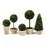 Product Image 1 for Boxwood Topiaries In Pots from Napa Home And Garden