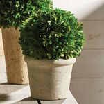 Product Image 5 for Boxwood Ball In Pot from Napa Home And Garden