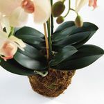 Product Image 2 for Phalaenopsis Orchid Drop-In 23" from Napa Home And Garden