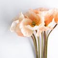 Product Image 4 for Estelle Poppies - 27", Bundle of 6 from Napa Home And Garden