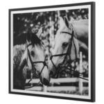 Product Image 4 for Apple Of My Eye Black & White Framed Horse Print from Uttermost