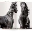 Product Image 4 for The Wild Horses Of Sable Island Coffee Table Book from ACC Art Books