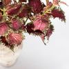 Product Image 8 for Gemma Coleus Stem - 22", Single from Napa Home And Garden