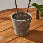 Product Image 5 for Fiddle Leaf Fig Potted 43" from Napa Home And Garden