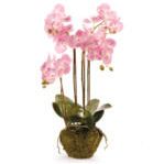 Product Image 3 for Phalaenopsis Orchid Drop-In 44" from Napa Home And Garden