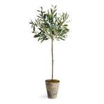 Product Image 4 for Olive Tree Potted from Napa Home And Garden