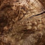 Product Image 4 for Tazia Bowl from Four Hands